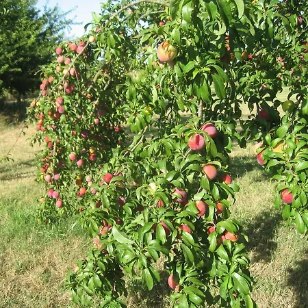 Casa Das Andorinhas Bed & Breakfast Palmela