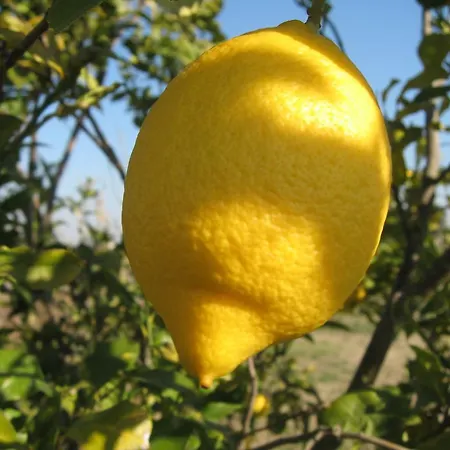 فندق مبيت وإفطار Casa Das Andorinhas *