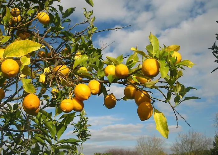 Alojamento de Acomodação e Pequeno-almoço Casa Das Andorinhas *